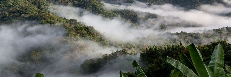 Lasy deszczowe Azji Południowo-Wschodniej pod lupą badaczy