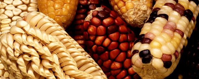 Mieszkańcy Peru jedli kukurydzę wcześniej niż sądzono