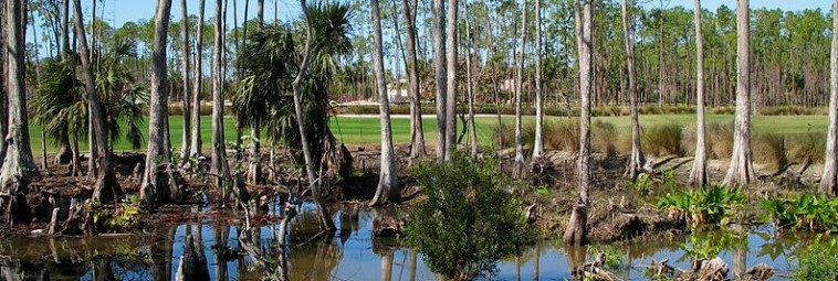 Zalesione wyspy z Everglades na Florydzie